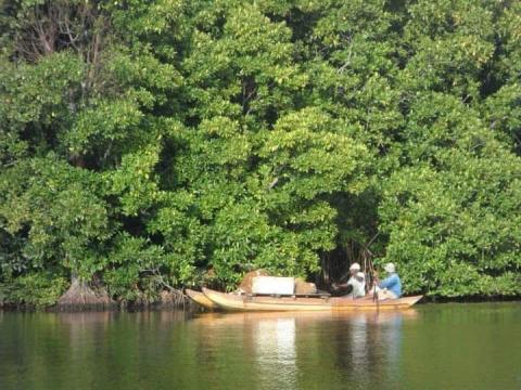 Muthurajawela Wetlands: A Biodiverse Paradise Near Colombo
