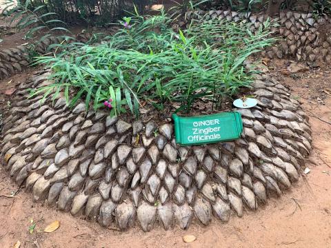 Exploring Sri Lanka’s Spice Gardens