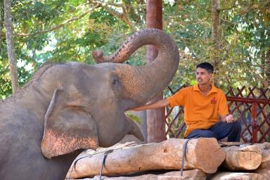Pinnawala Elephant Orphanage visit guide